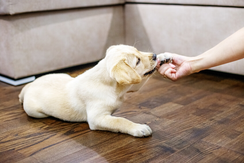 Pet Friendly Flooring Options Which Is Right For You Complete